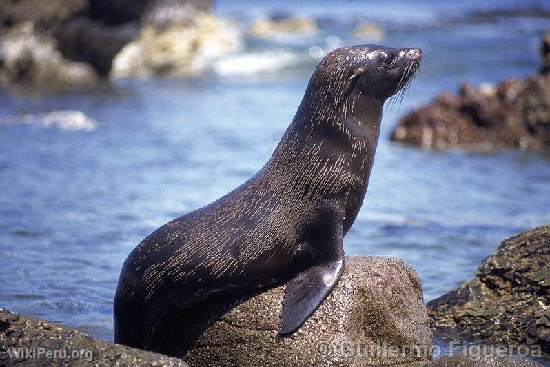 Lion de mer, Paracas