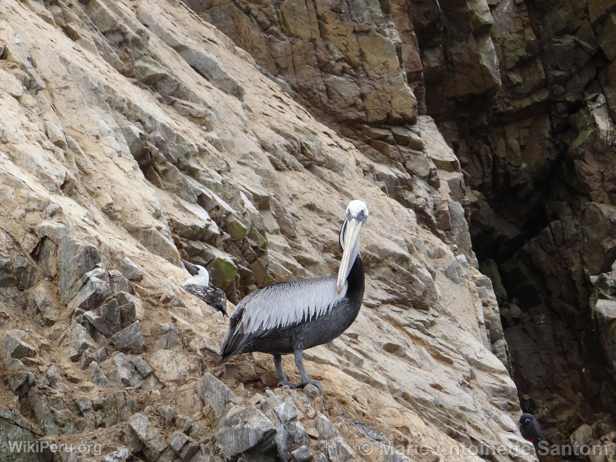 Iles Ballestas, Paracas