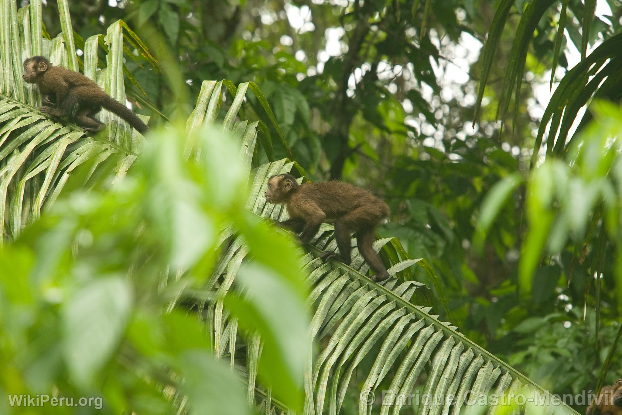 Singe capucin noir