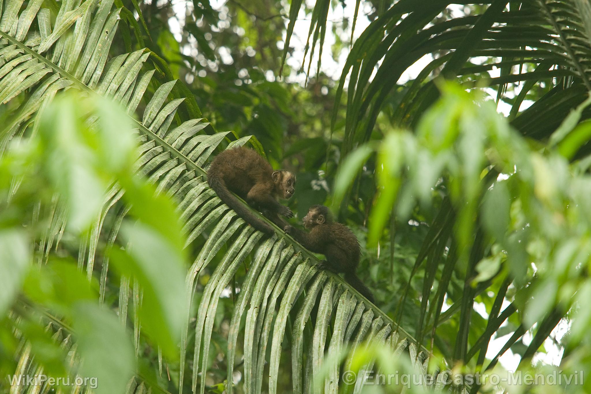 Singe capucin noir