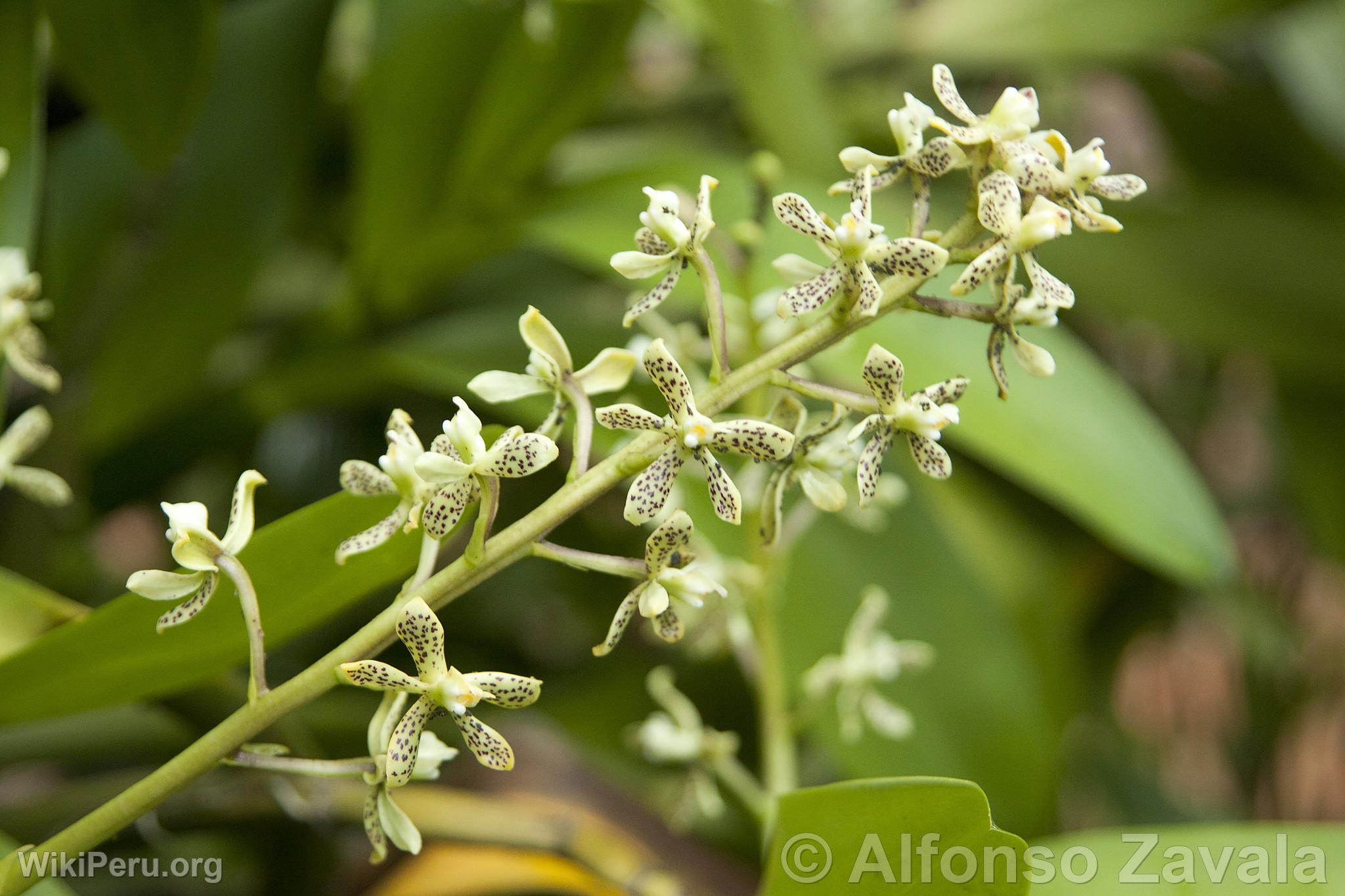 Orchide au Machu Picchu