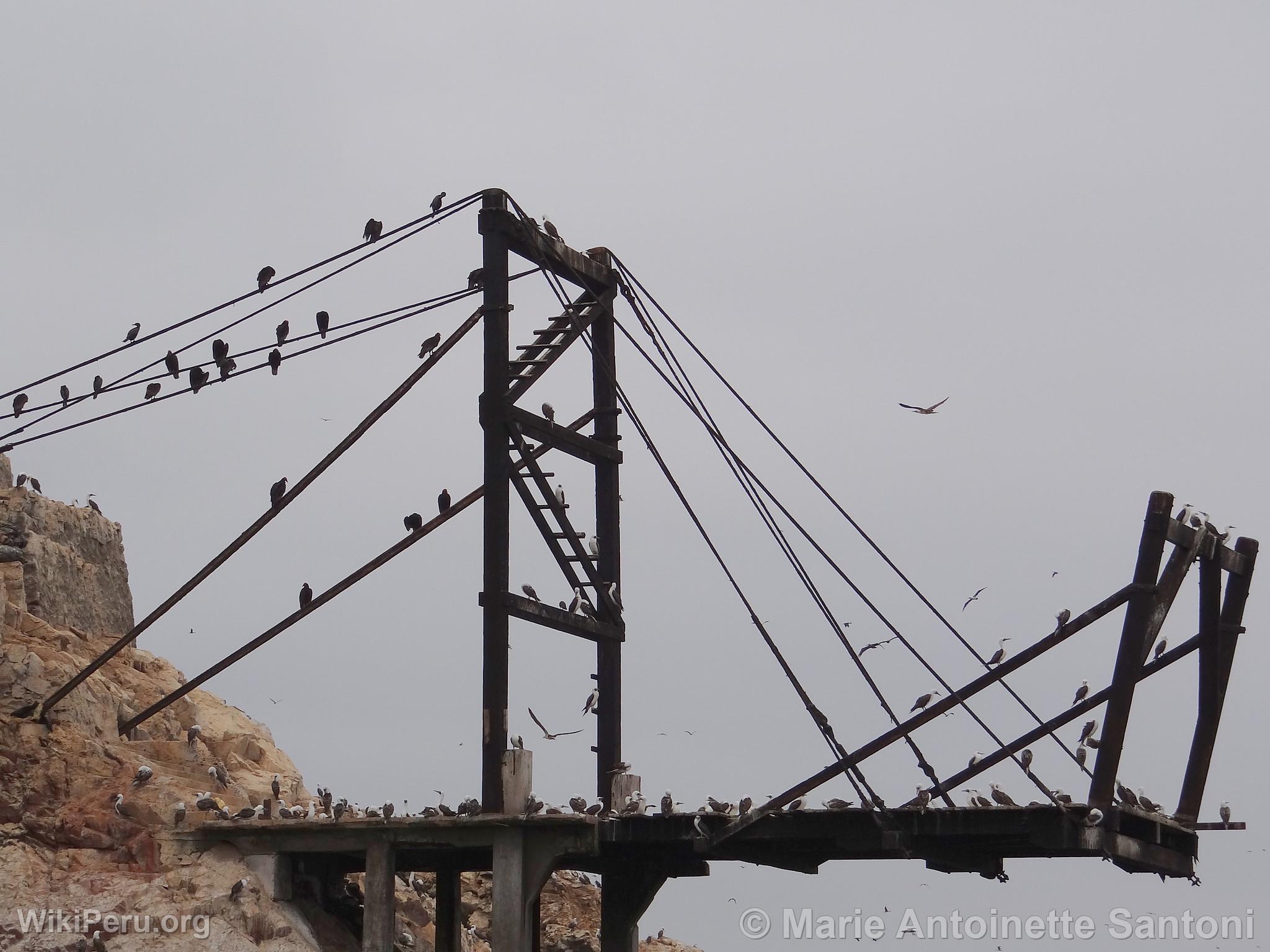 Iles Ballestas, Paracas