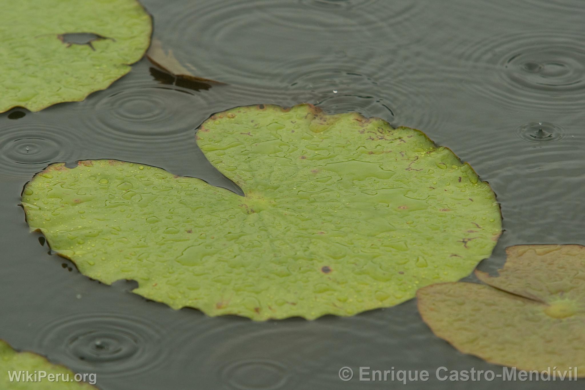 Plante aquatique au Lac Blanco