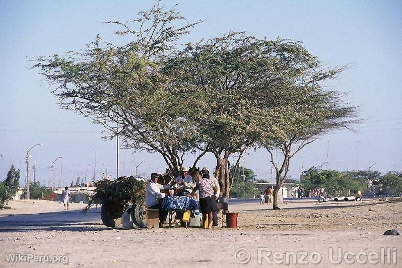 Caroubier, arbre caractristique de la rgion de Piura