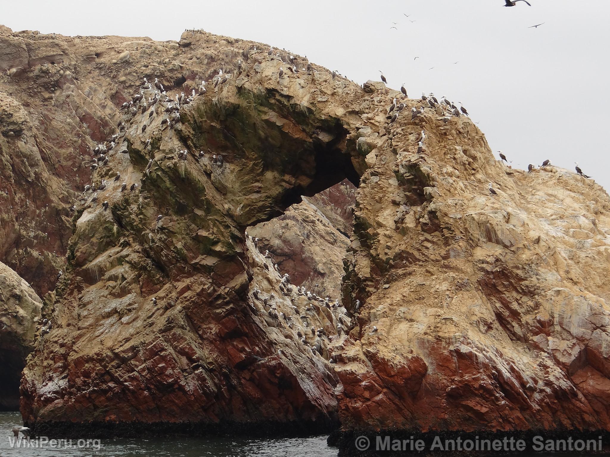 Iles Ballestas, Paracas