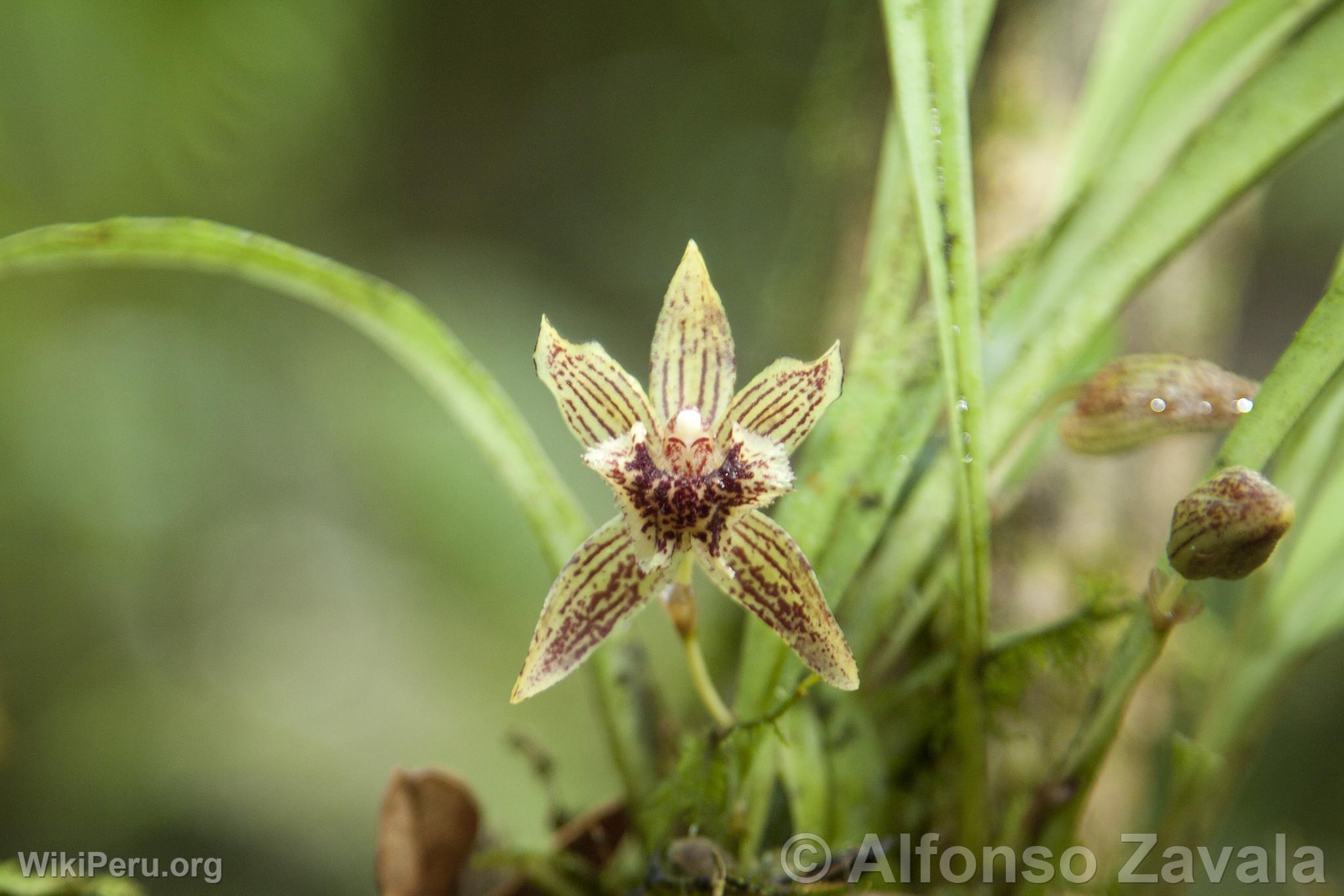 Orchide au Machu Picchu