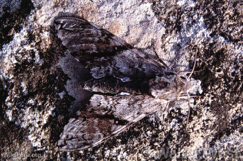 Papillon hibou (Calligo sp.)