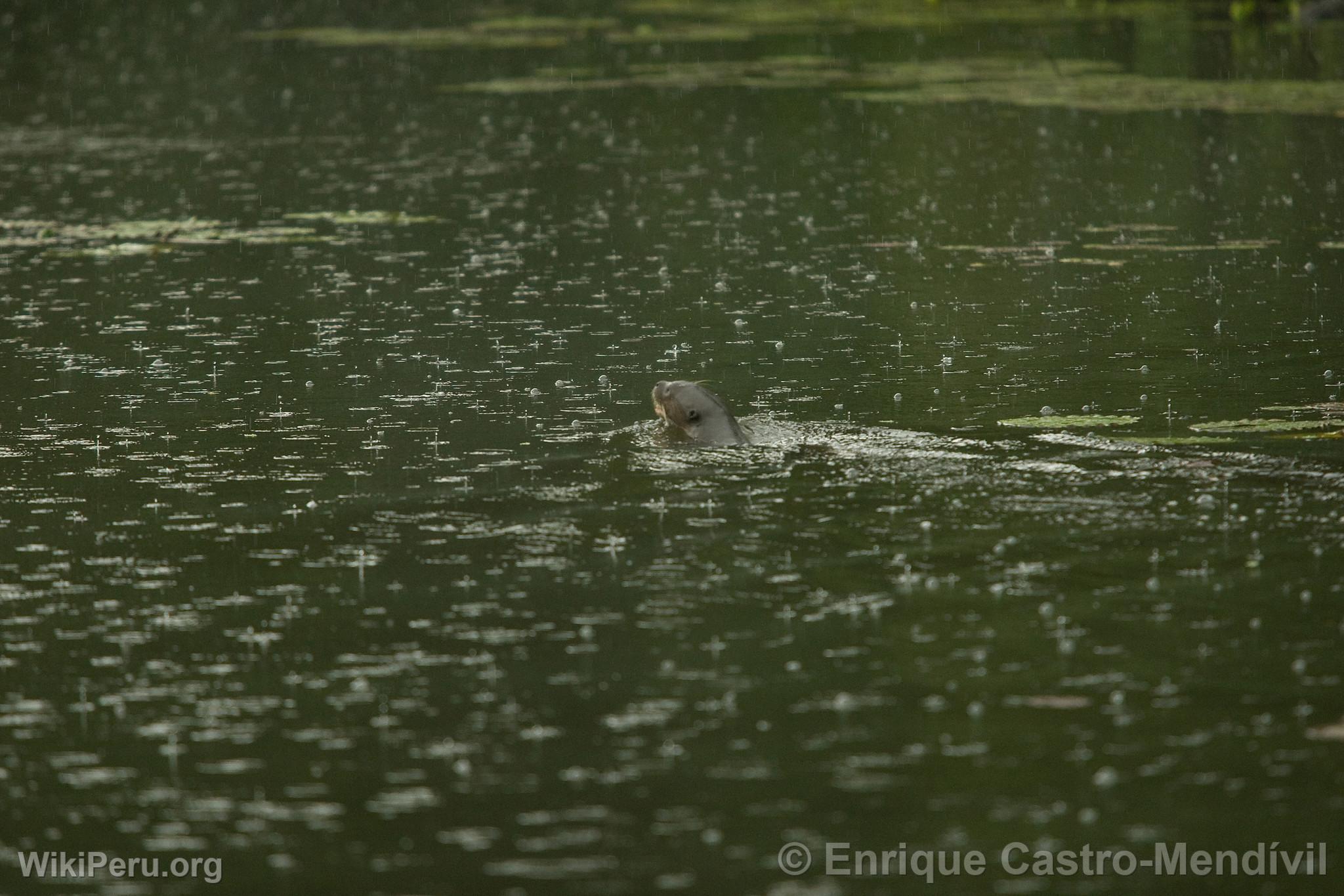 Loutre