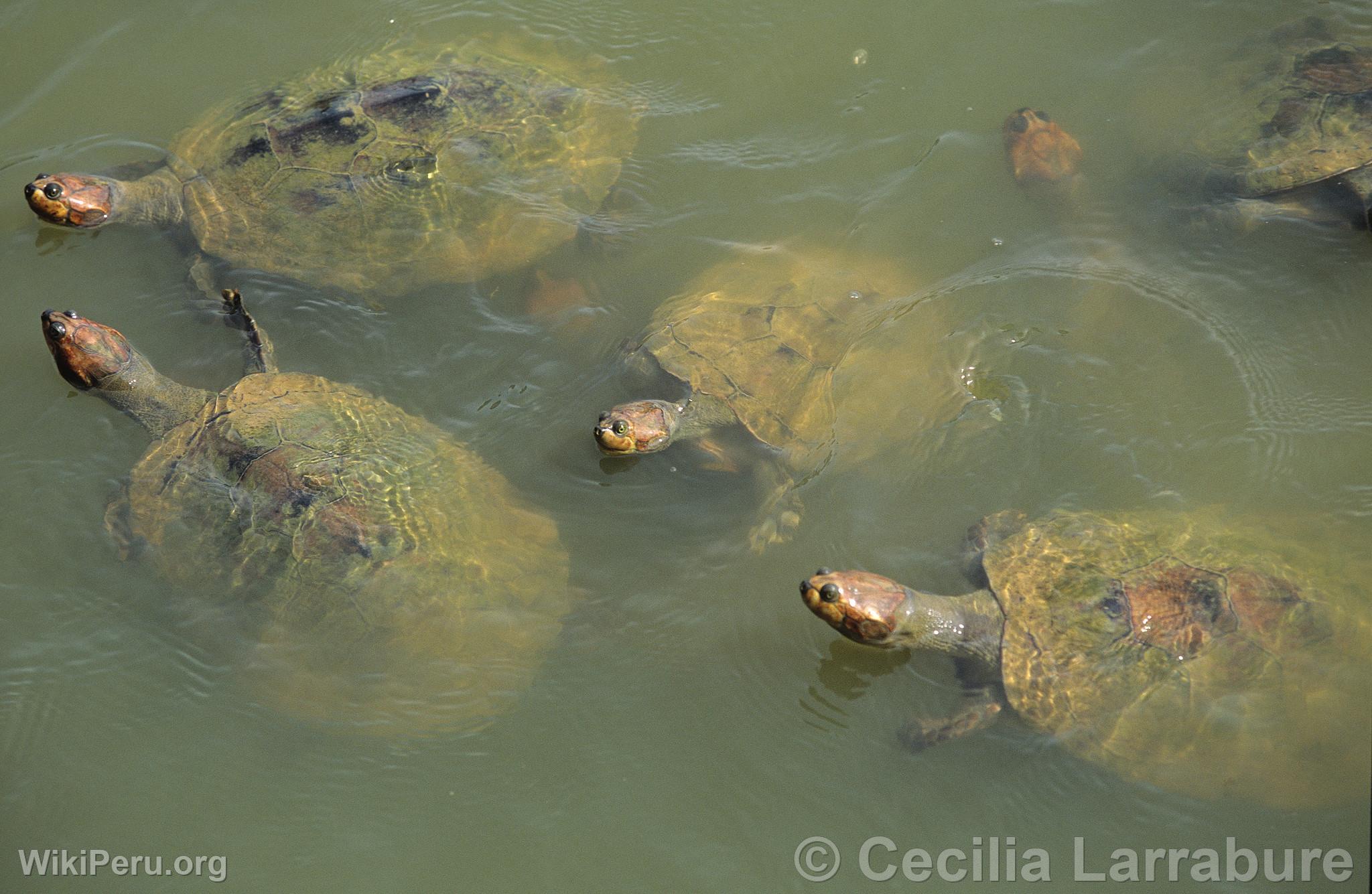 Tortues de rivire