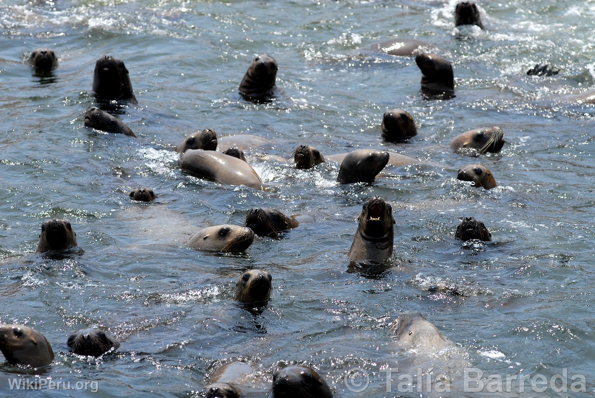 Loups marins aux les Palomino, Callao