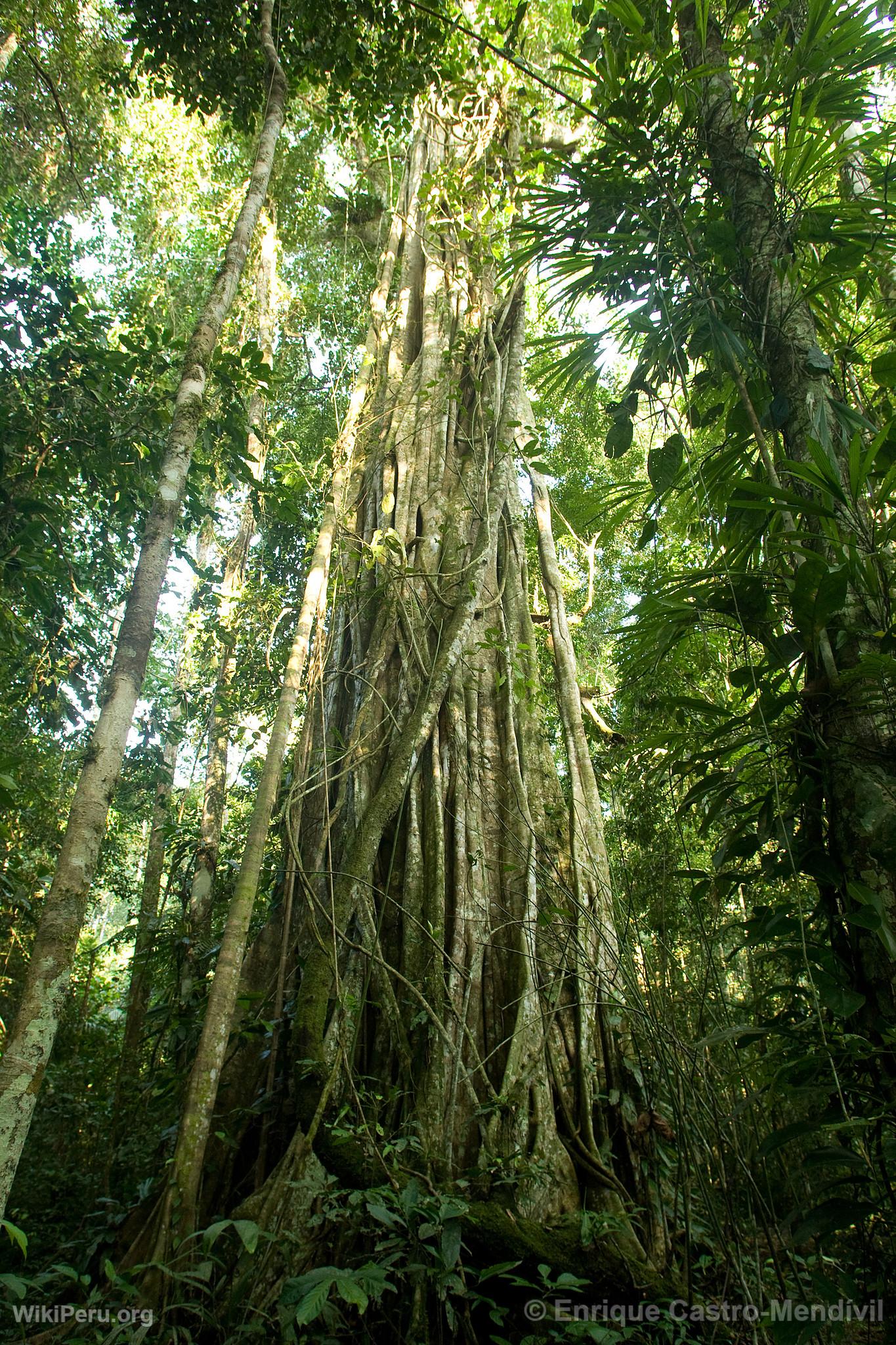 Arbre dans le Parc National du Manu