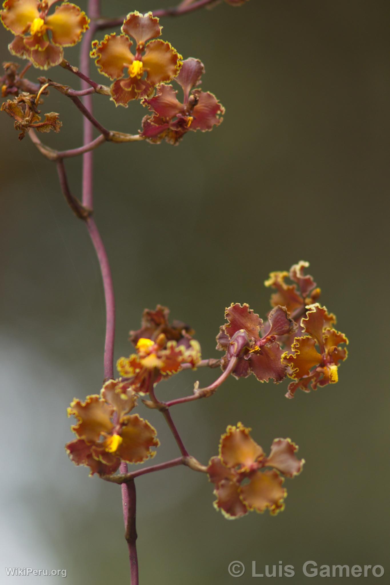 Fleurs sauvages