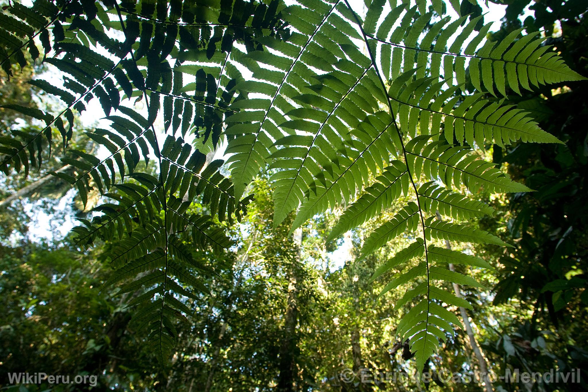 Parc National du Manu