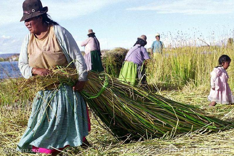 Rcolte de totora, Uros