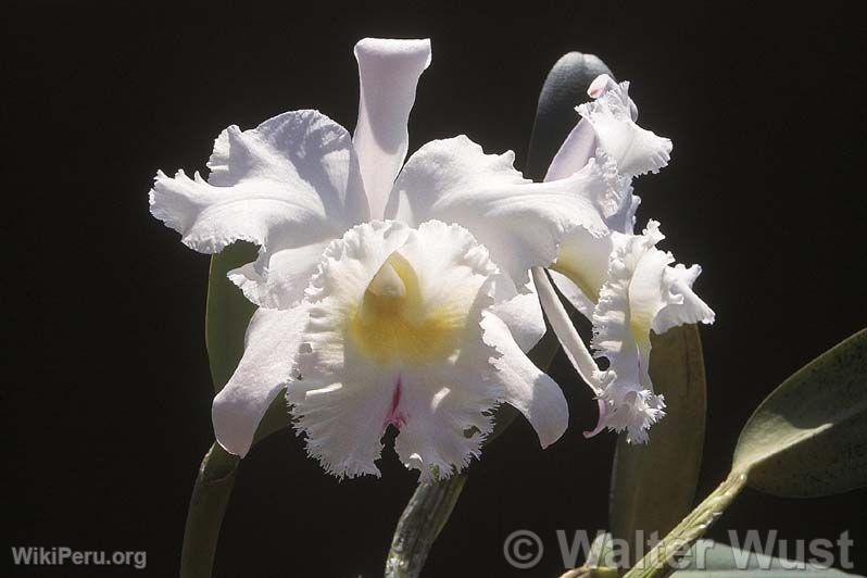 Cattleya hybride