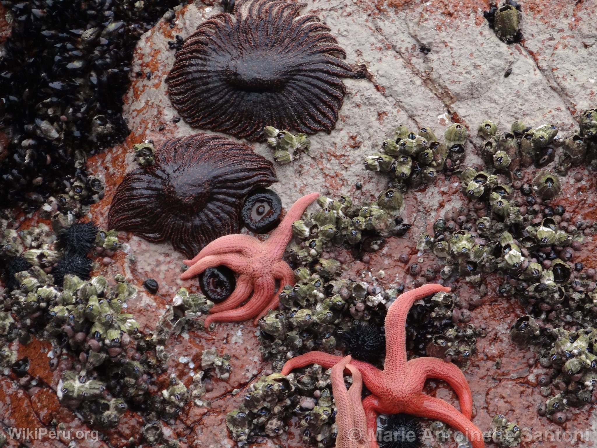 Iles Ballestas, Paracas