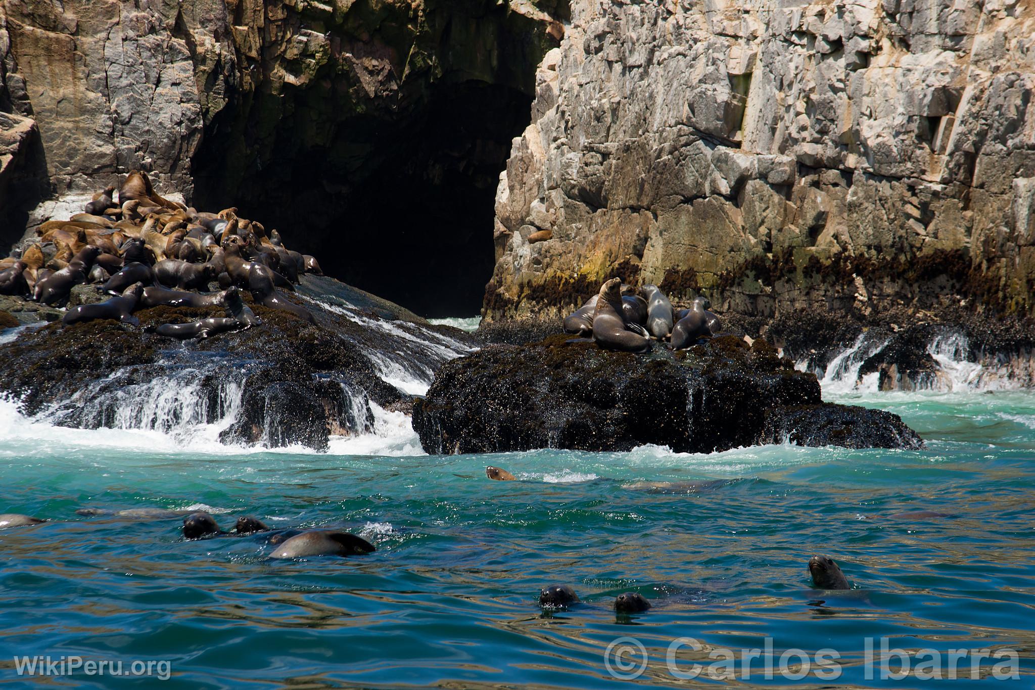 Loups marins aux les Palomino, Callao