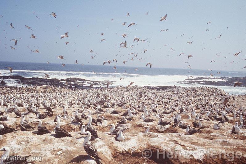 le Lobos de Tierra