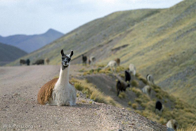 Lama