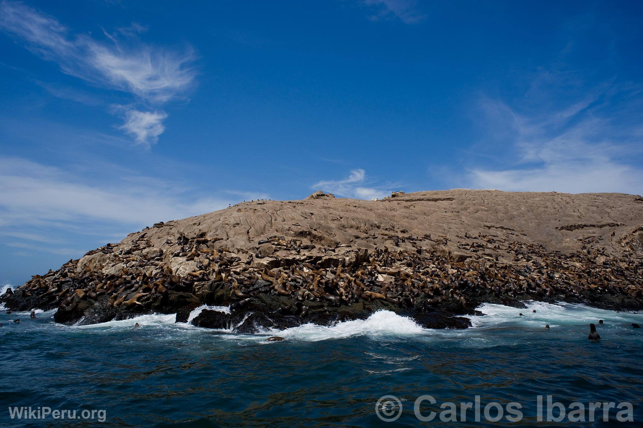 Loups marins aux les Palomino, Callao