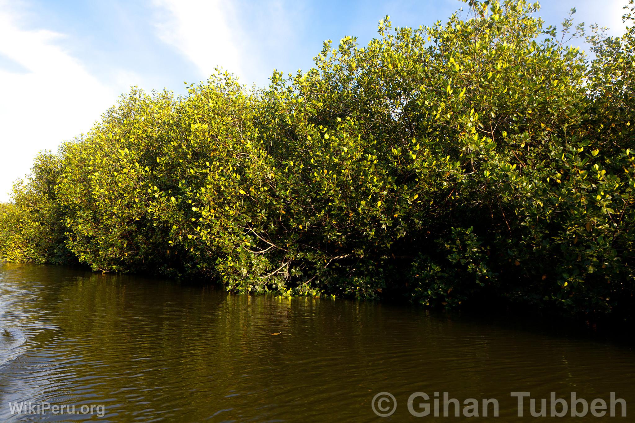 Sanctuaire national des Mangroves de Tumbes