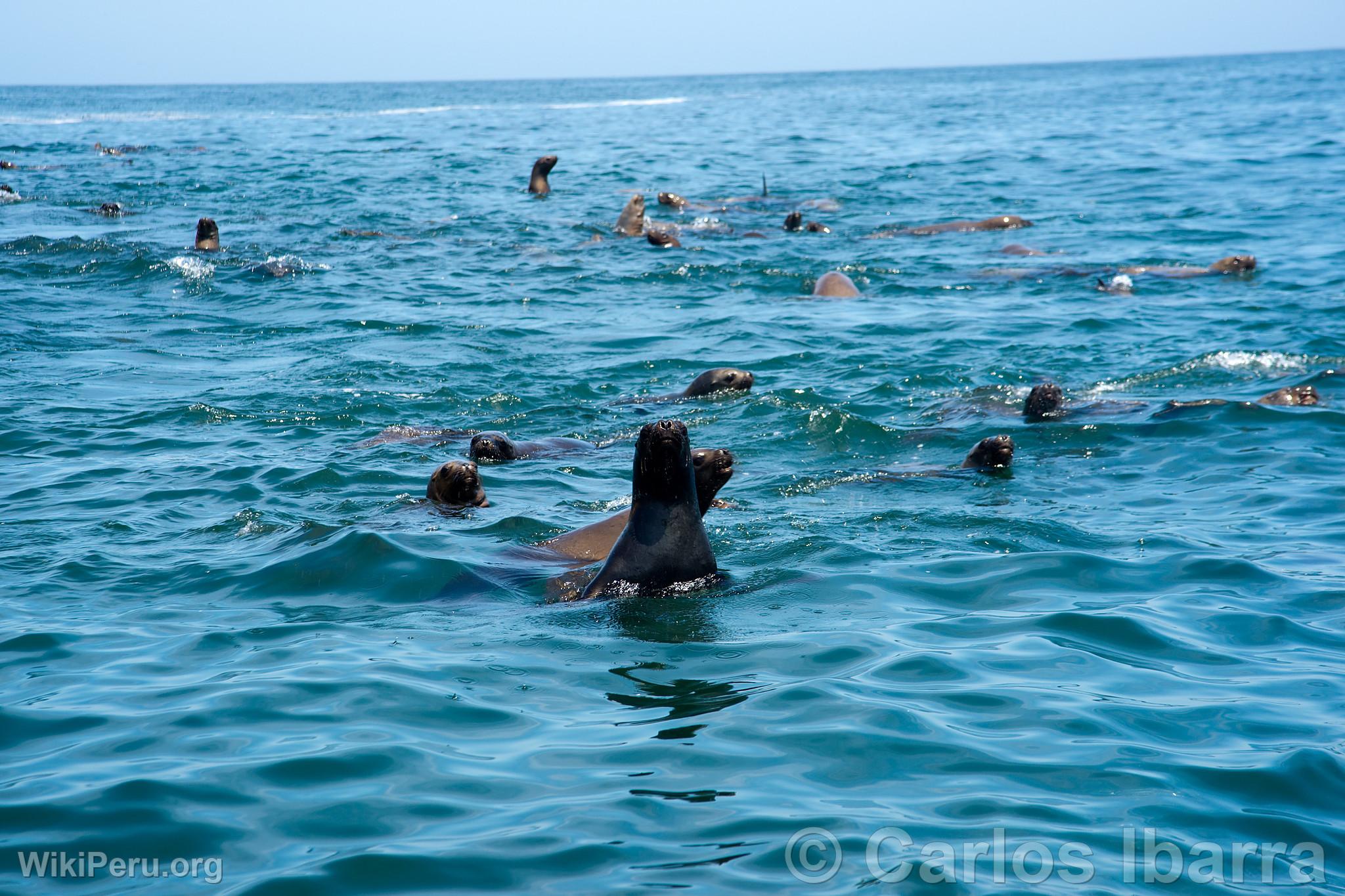 Loups marins aux les Palomino, Callao