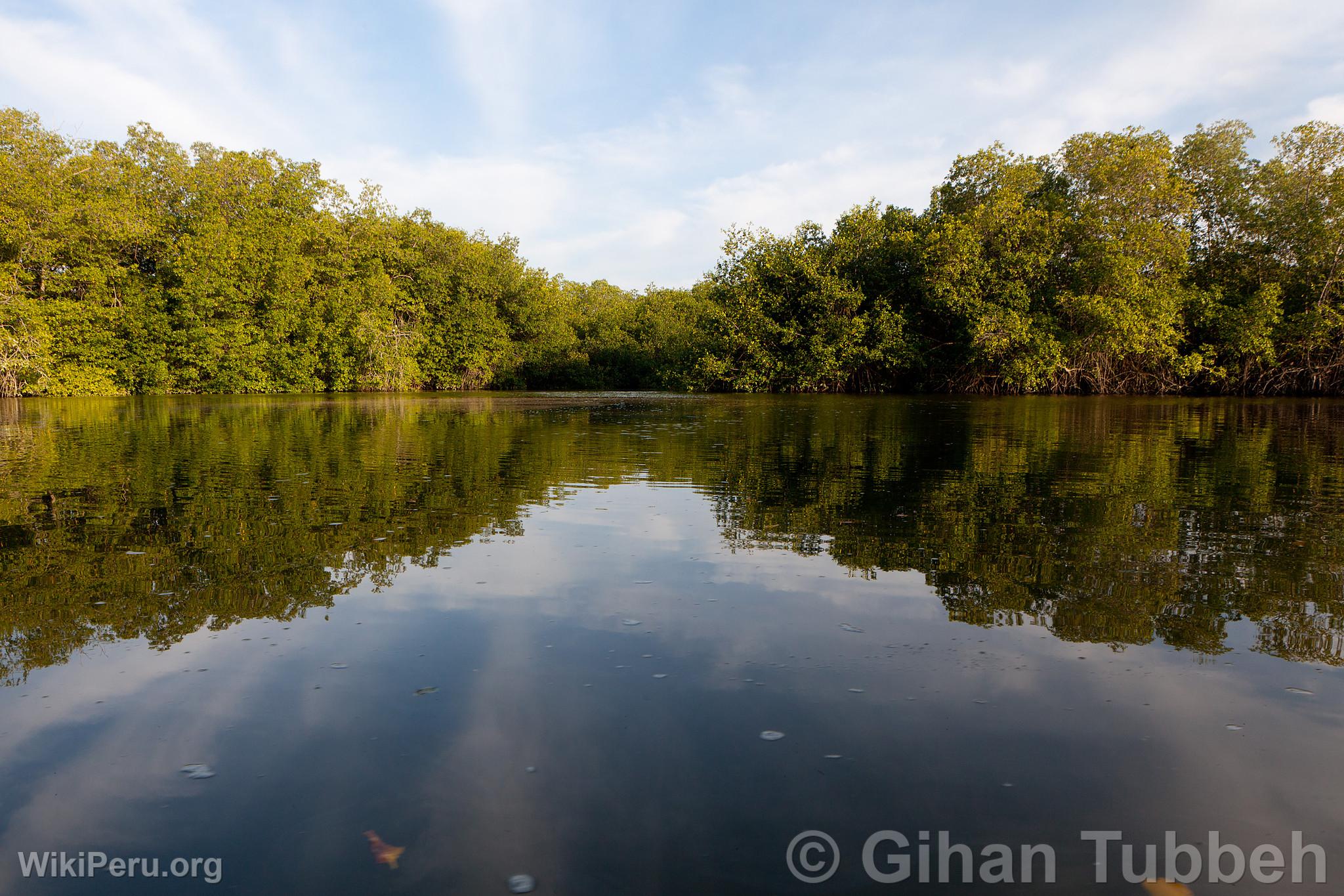 Sanctuaire national des Mangroves de Tumbes