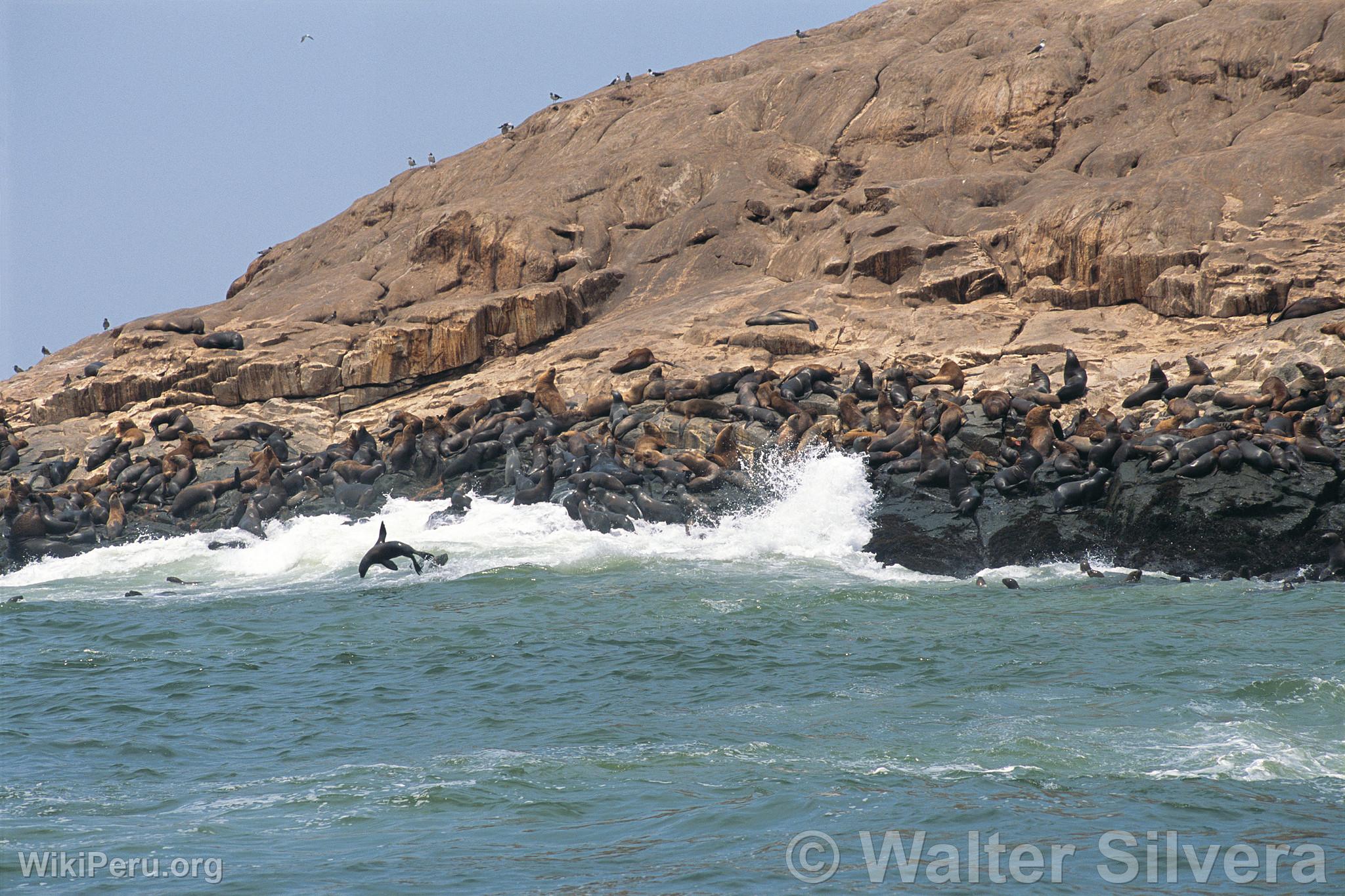 Loups marins chuscos, Callao