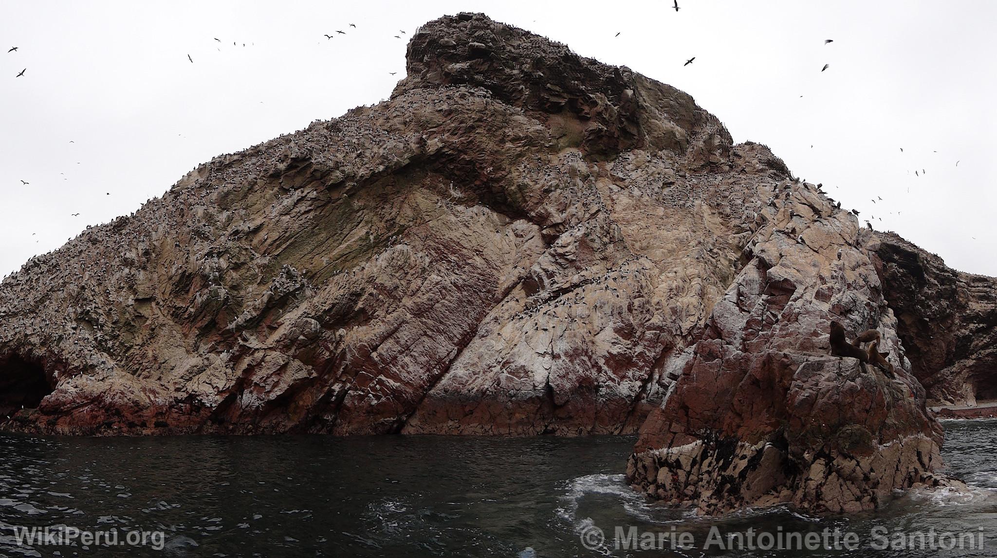 Iles Ballestas, Paracas