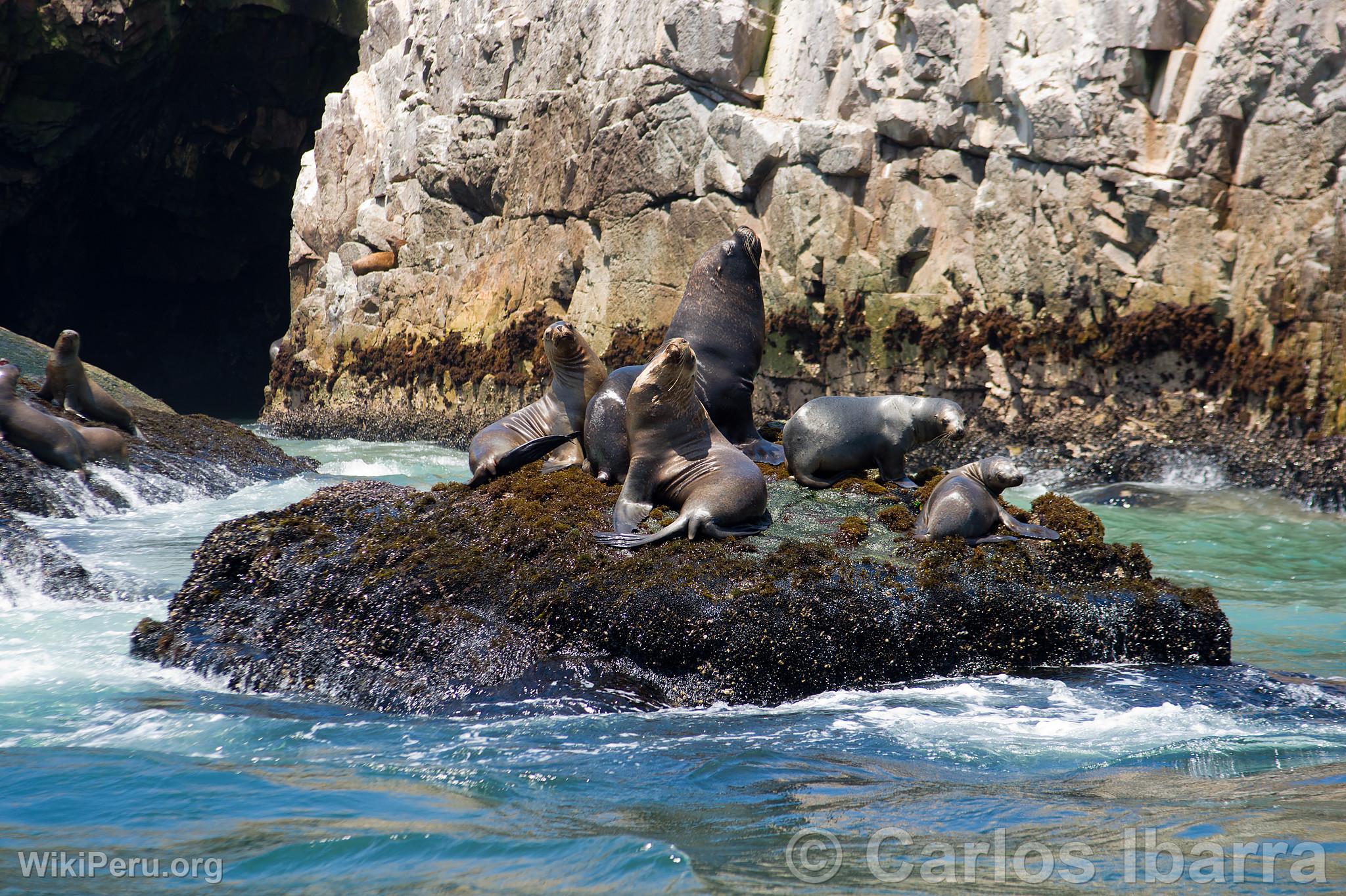 Loups marins aux les Palomino, Callao