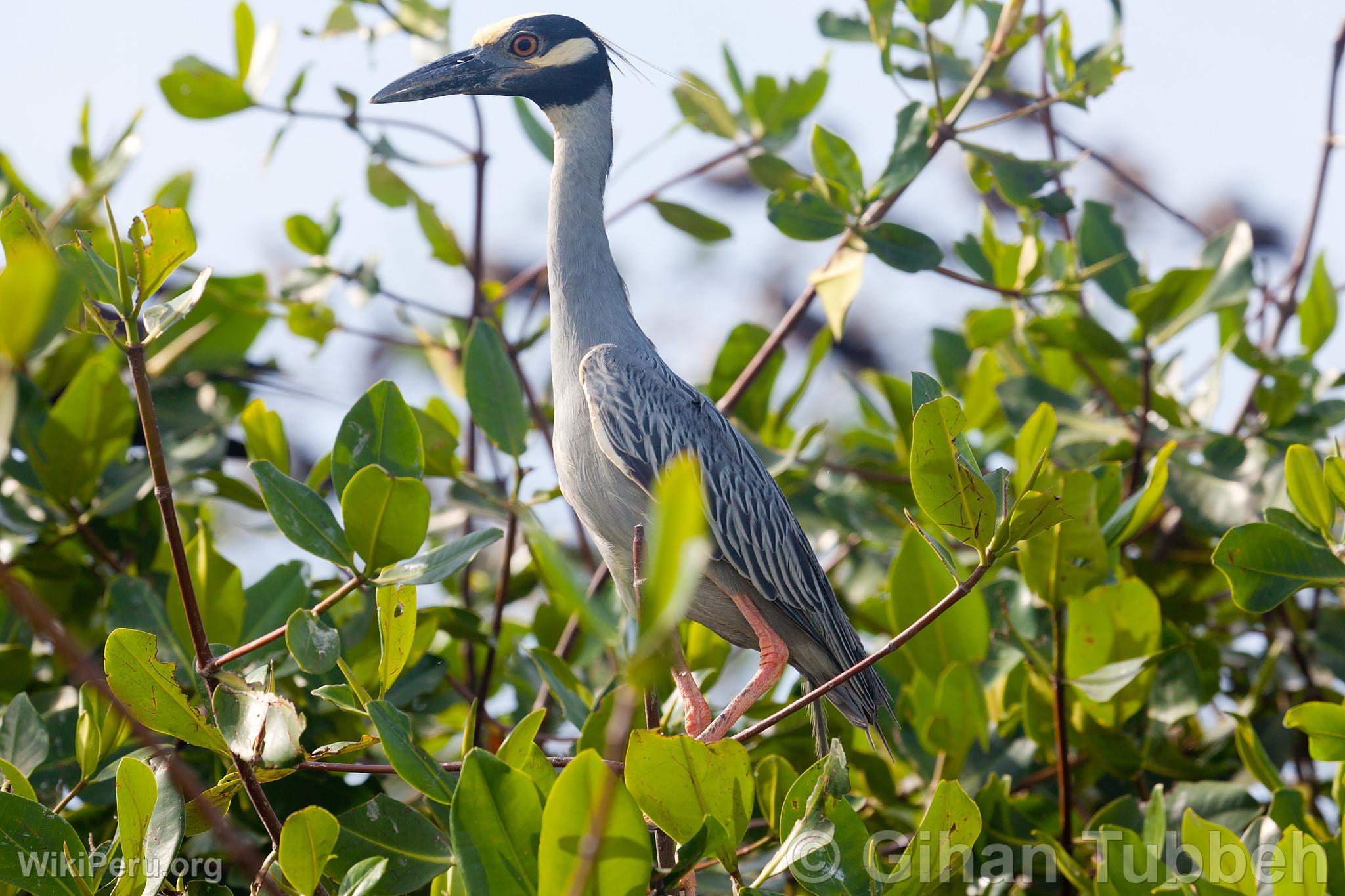 Huaco de Corona Amarilla dans les Mangroves de Tumbes