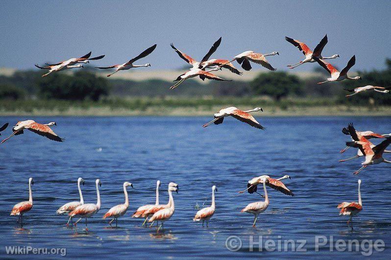 Flamands roses