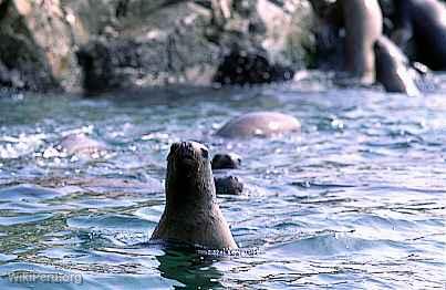 Loup de mer, Paracas