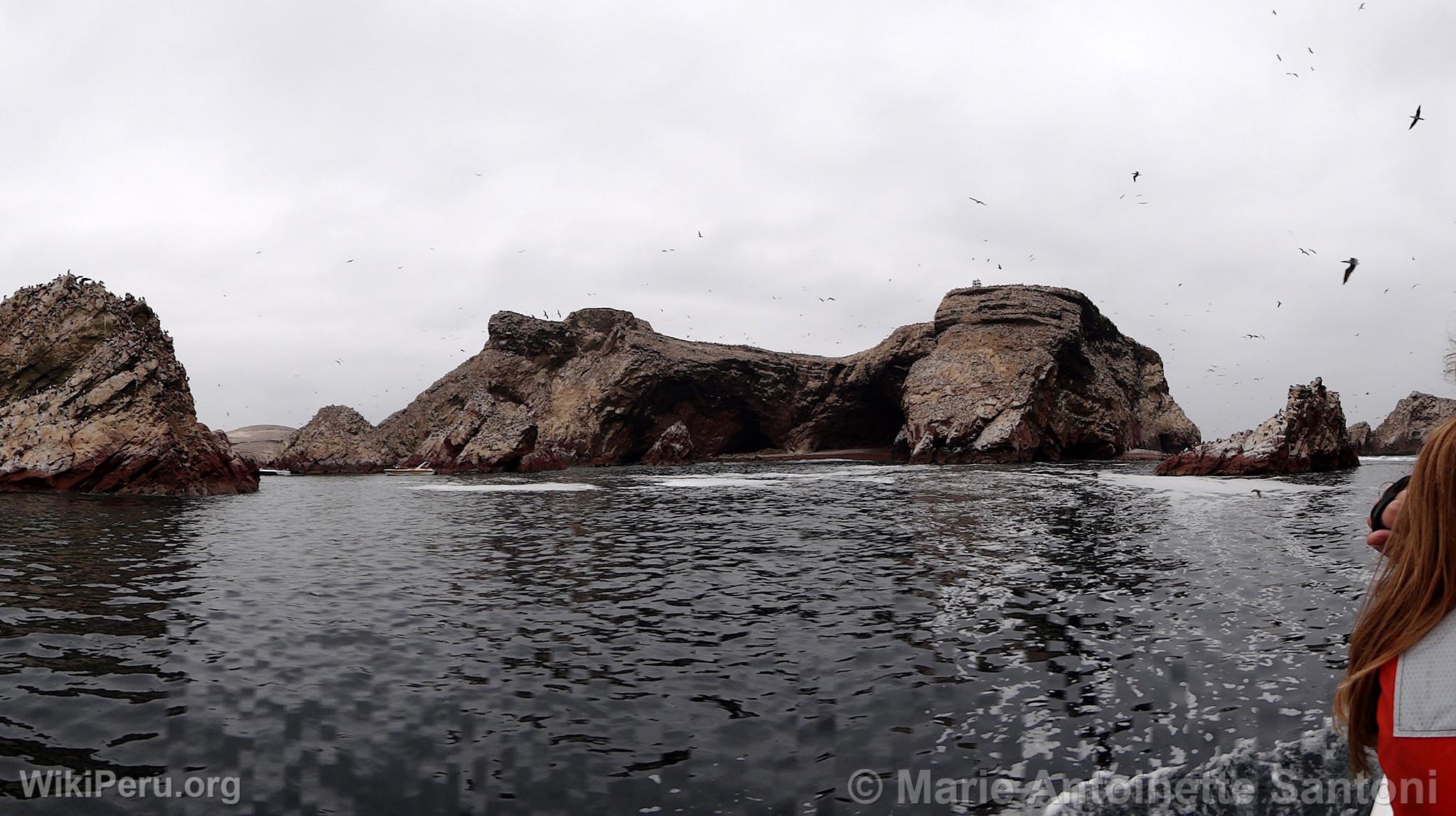 Iles Ballestas, Paracas