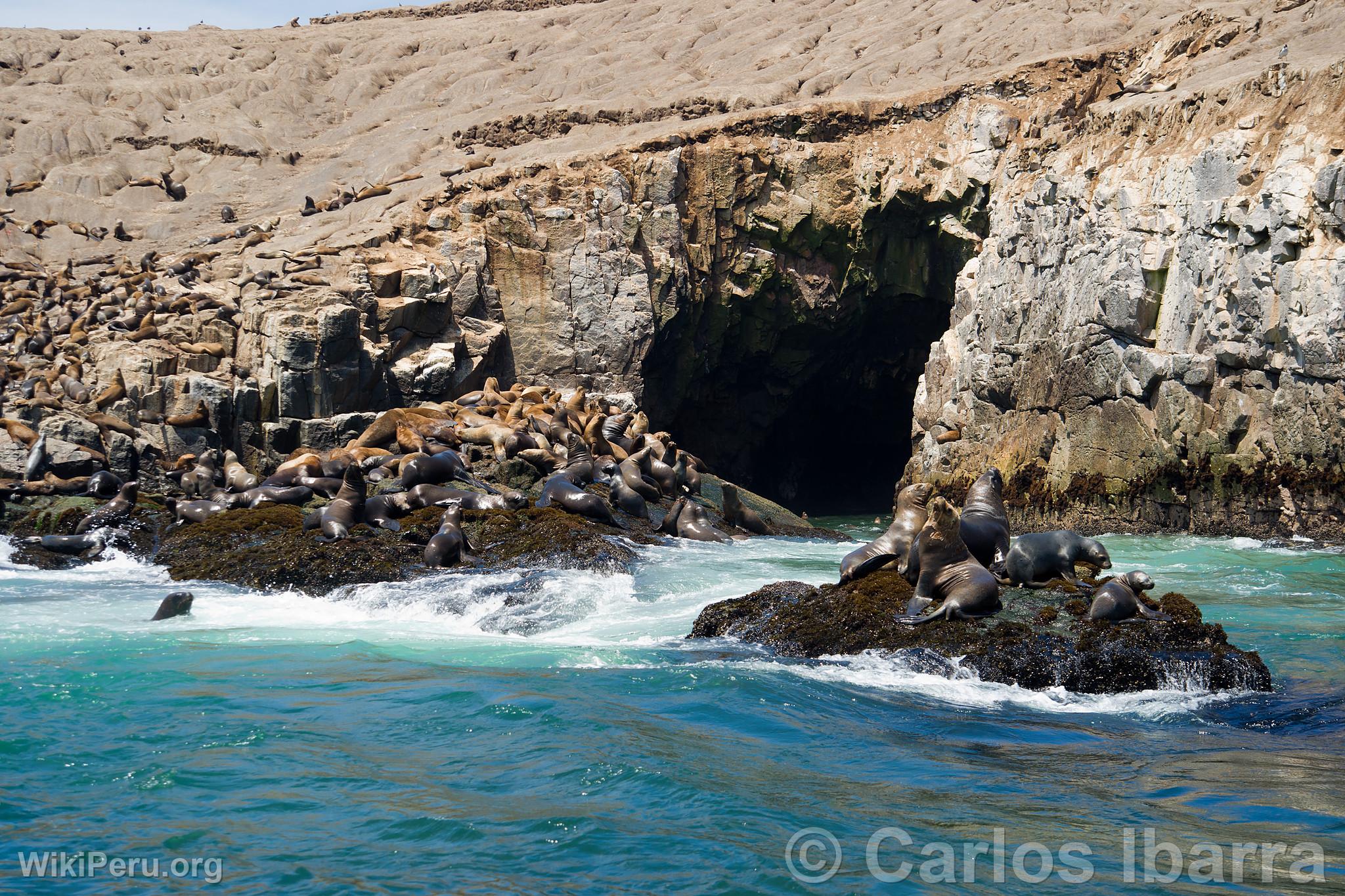 Loups marins aux les Palomino, Callao