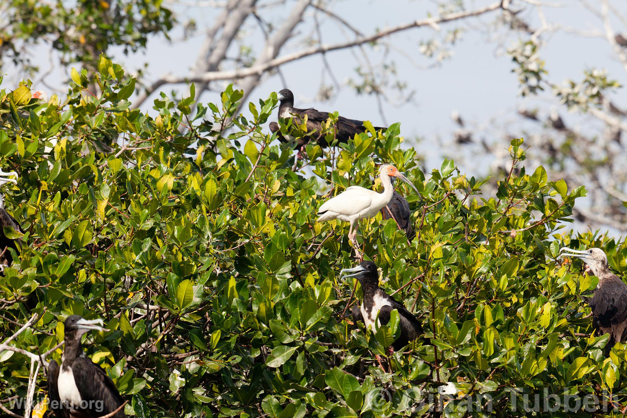 Oiseaux dans les mangroves de Tumbes