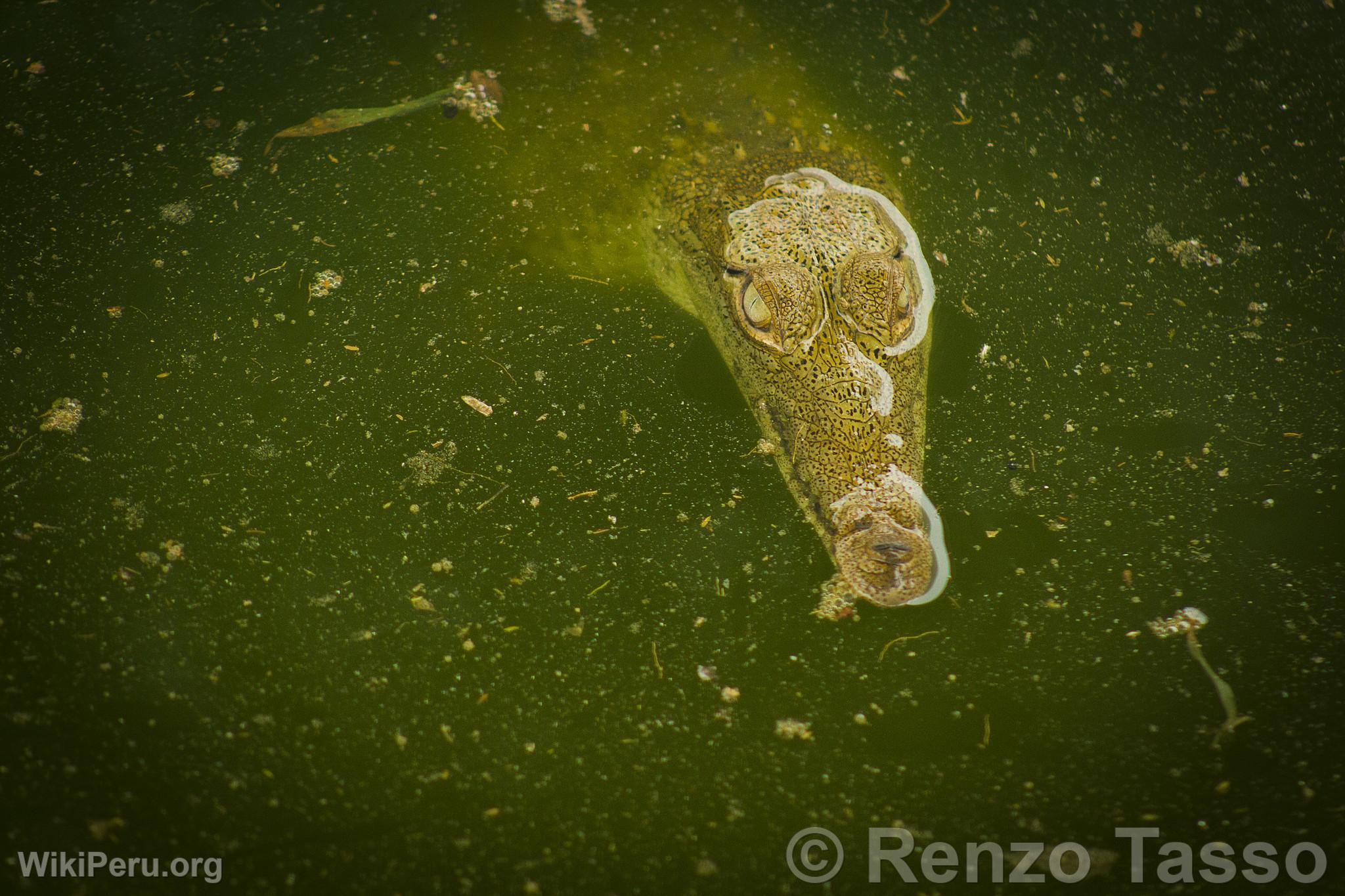 Crocodile de Tumbes