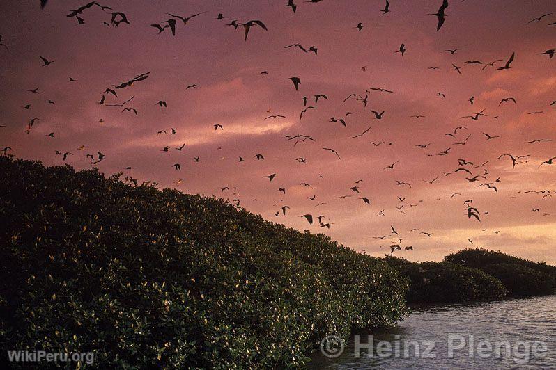 Mangroves au coucher du soleil, ciel rougetre et oiseaux en vol