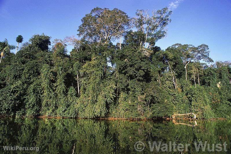 Rserve de la Biosphre du Manu. Cuzco-Madre de Dios