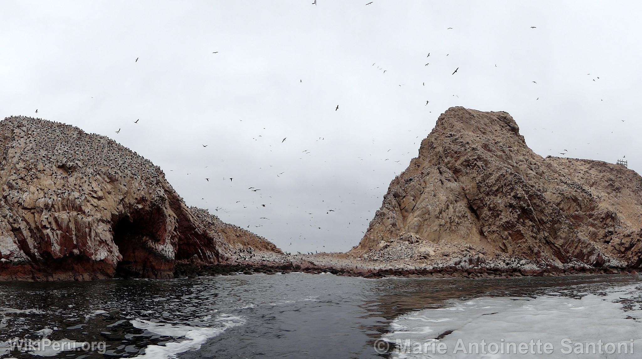 Iles Ballestas, Paracas