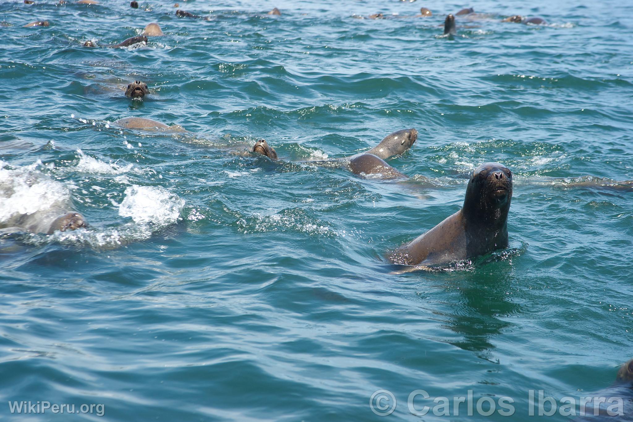 Loups marins aux les Palomino, Callao