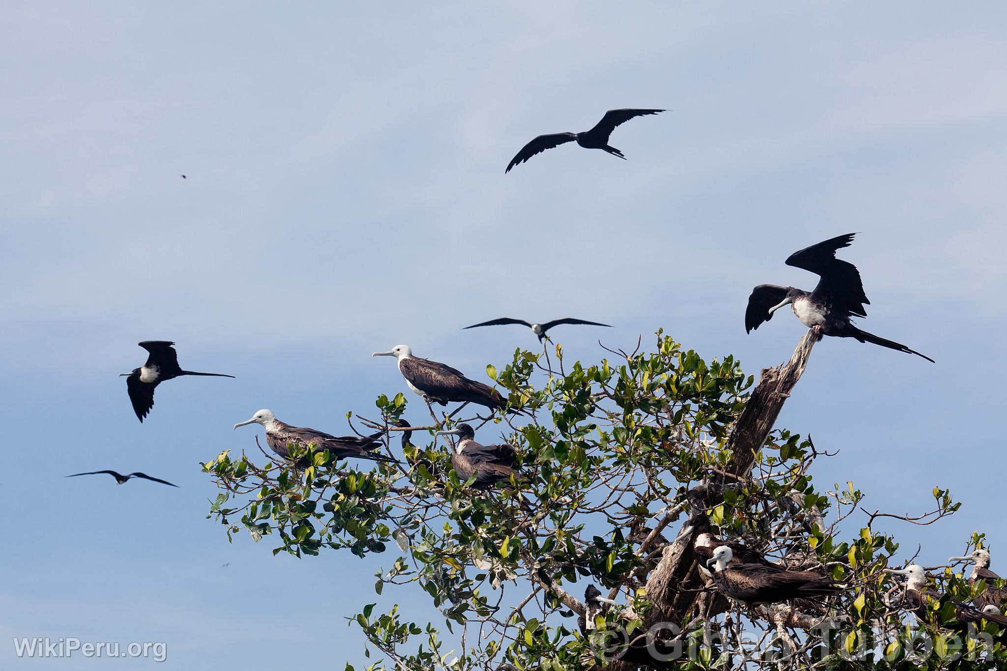 Frgates dans les mangroves de Tumbes