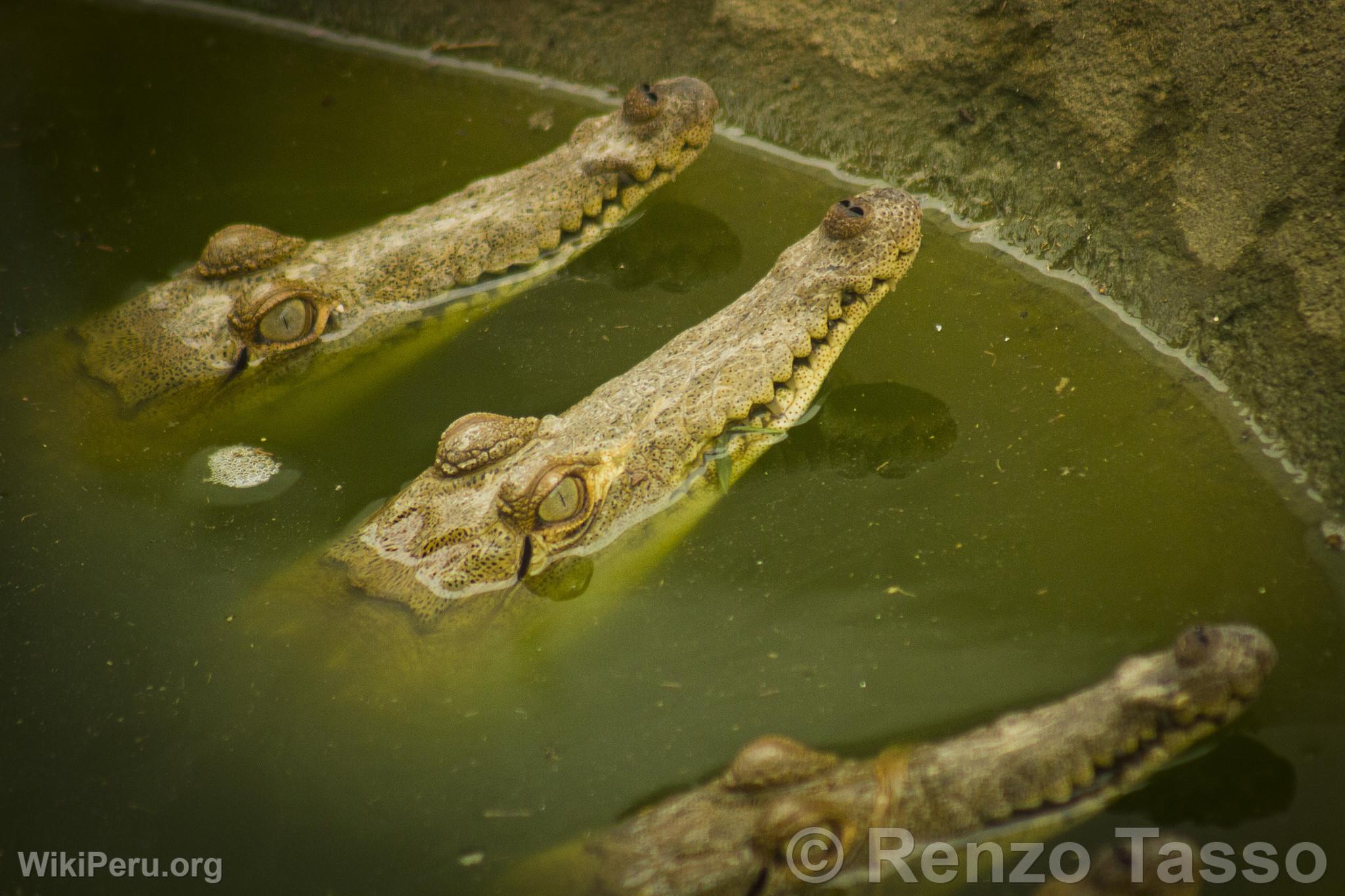 Crocodiles de Tumbes