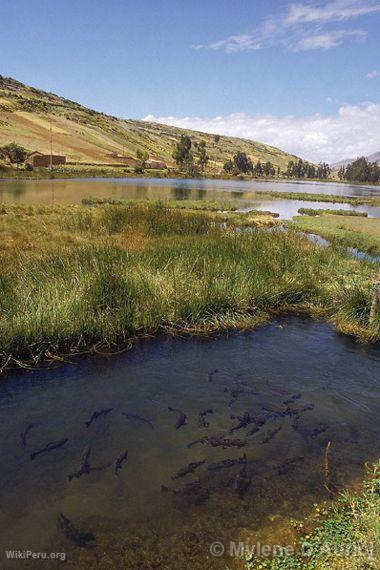 Truites dans la lagune de awimpuquio