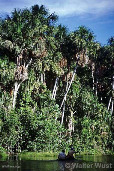 Tambopata - Candamo