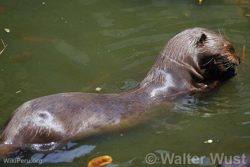 Loutre