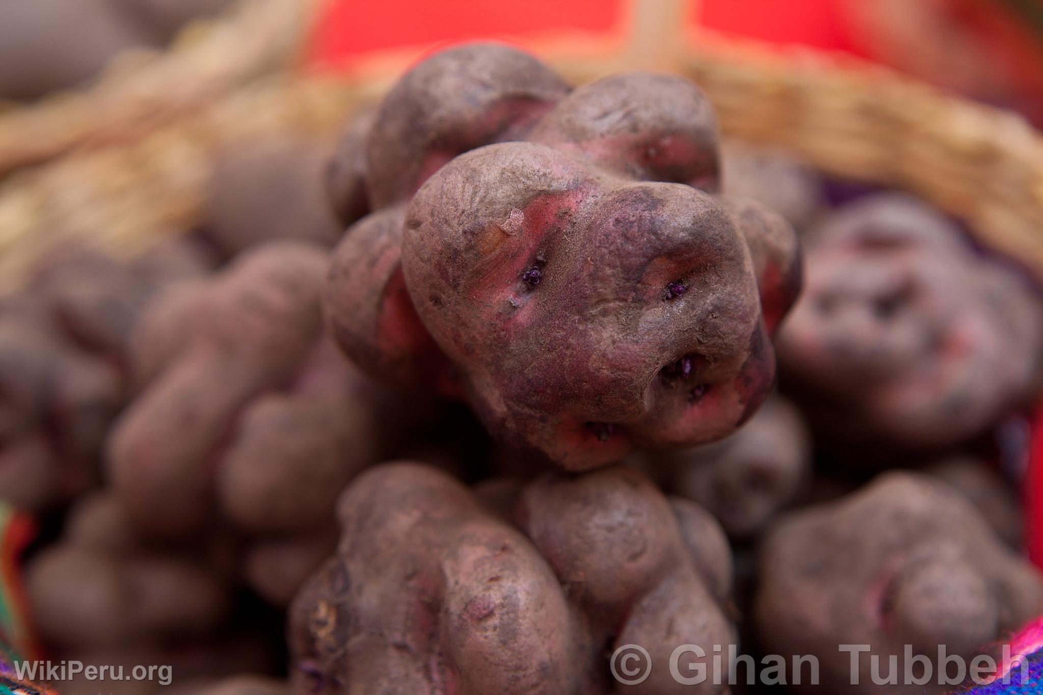 Pomme de terre noire