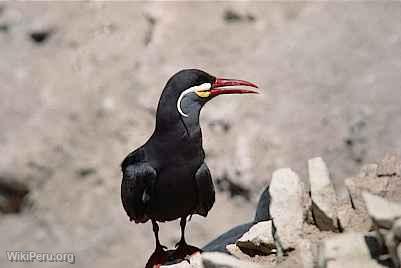 Zarcillo, Paracas