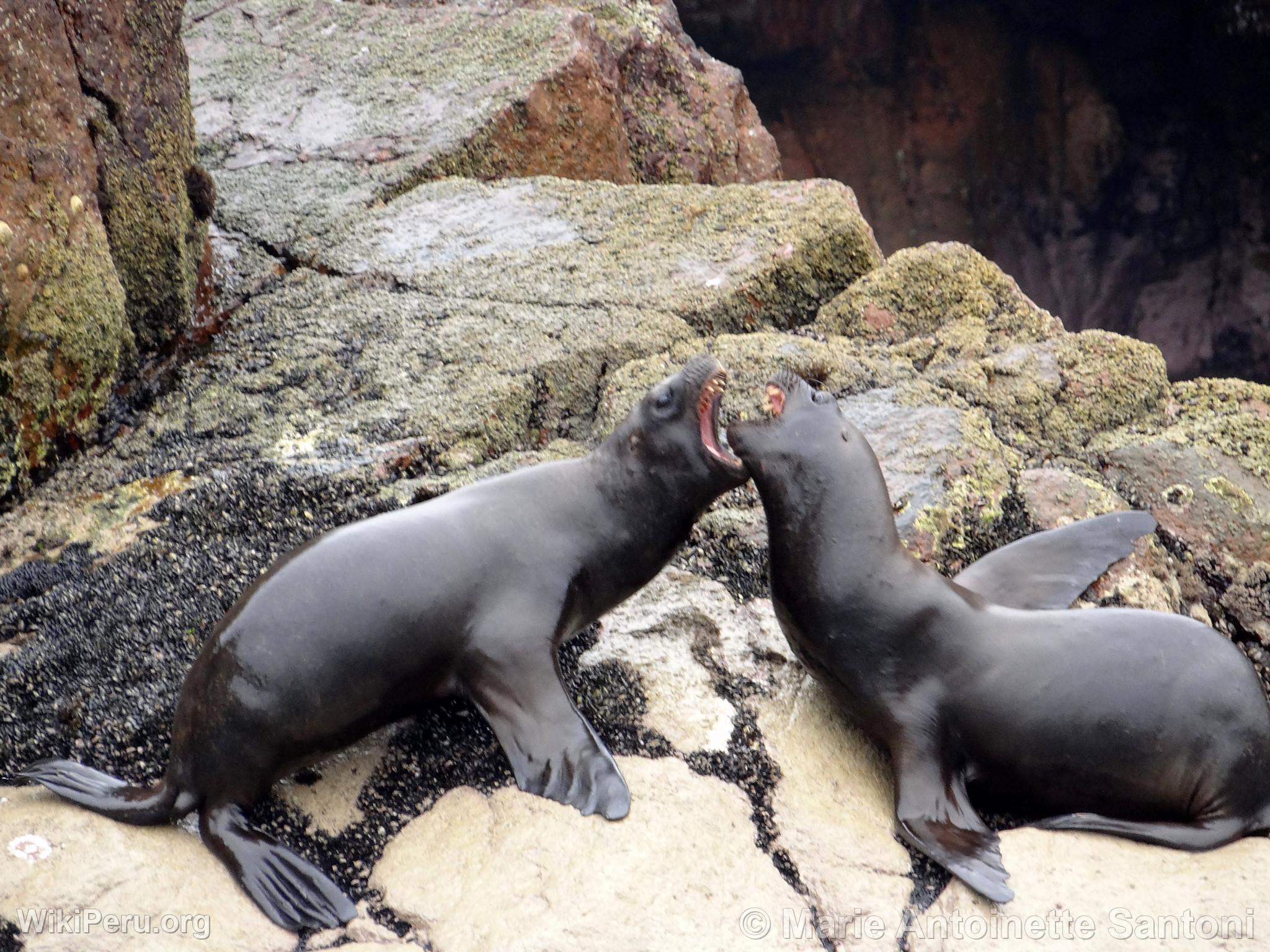 Iles Ballestas, Paracas