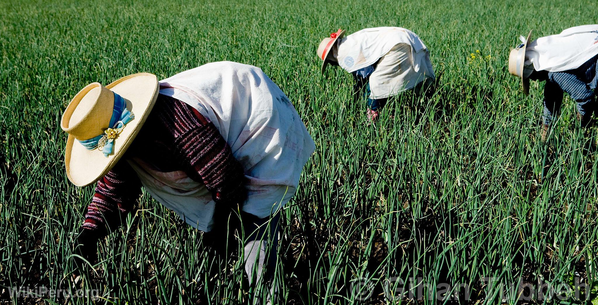 Agriculteurs dans la campagne d'Arequipa